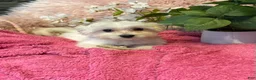 Maltese dogs for sale: Trinity - Ad 4