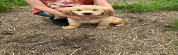 Golden Retriever dogs for sale: Brittany  - Ad 3