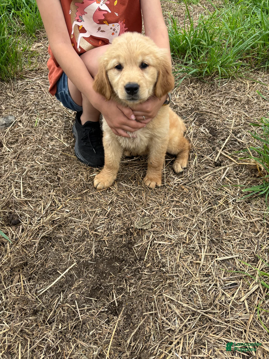 Golden Retriever dogs for sale: Brittany  - Ad 3