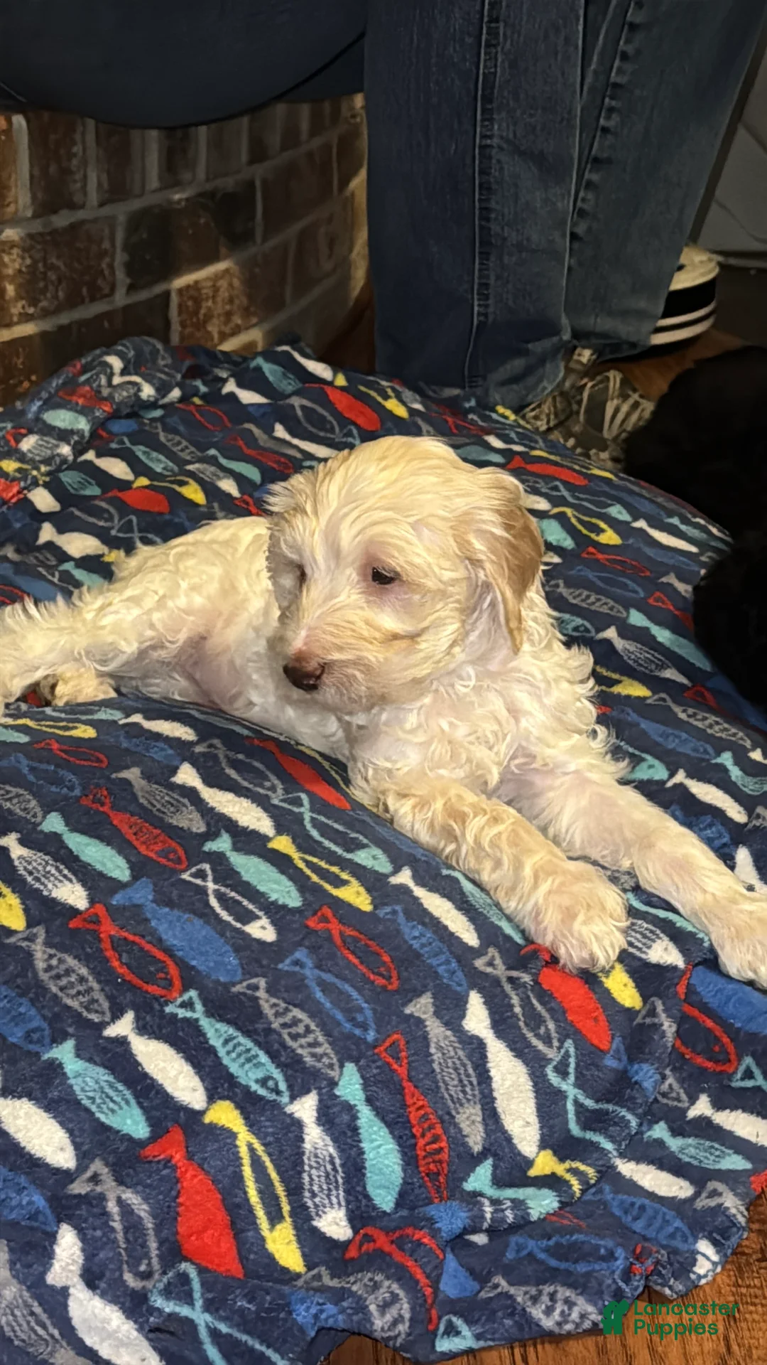 Labradoodle dogs for sale: Labradoodle Puppy 6 - Ad 1