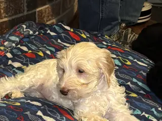 Labradoodle dogs Labradoodle Puppy 6 - Ad 1