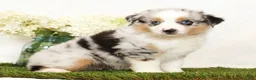 Miniature Australian Shepherd dogs for sale: Patrick - Ad 3