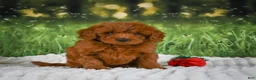 Mini Goldendoodle dogs for sale: Remi - Ad 1