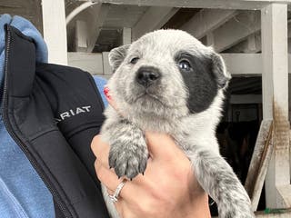 Australian Cattle Dog dogs Cody - Ad 42