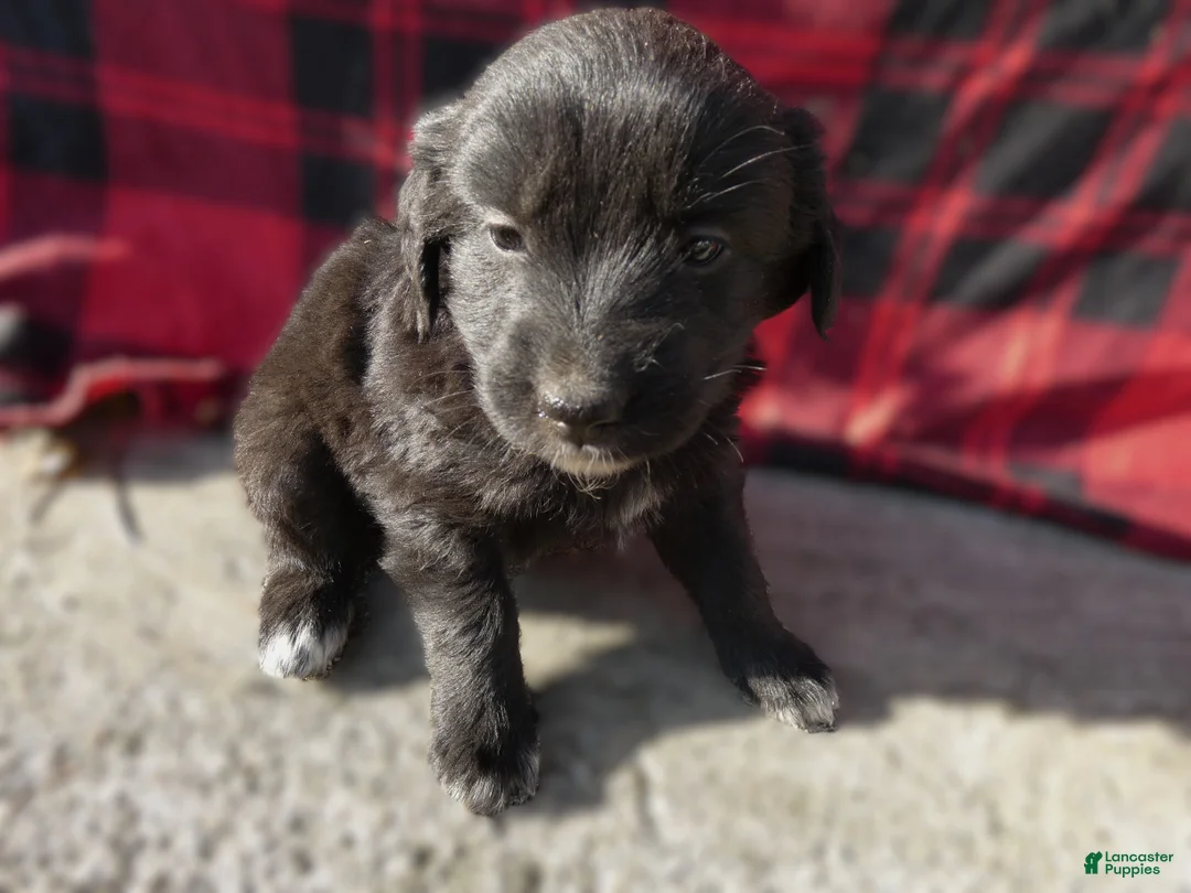 Great Pyrenees dogs for sale: Great Pyrenees Puppy 8 Beverly - Ad 2
