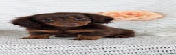 Miniature Dachshund dogs for sale: Zion - Ad 9
