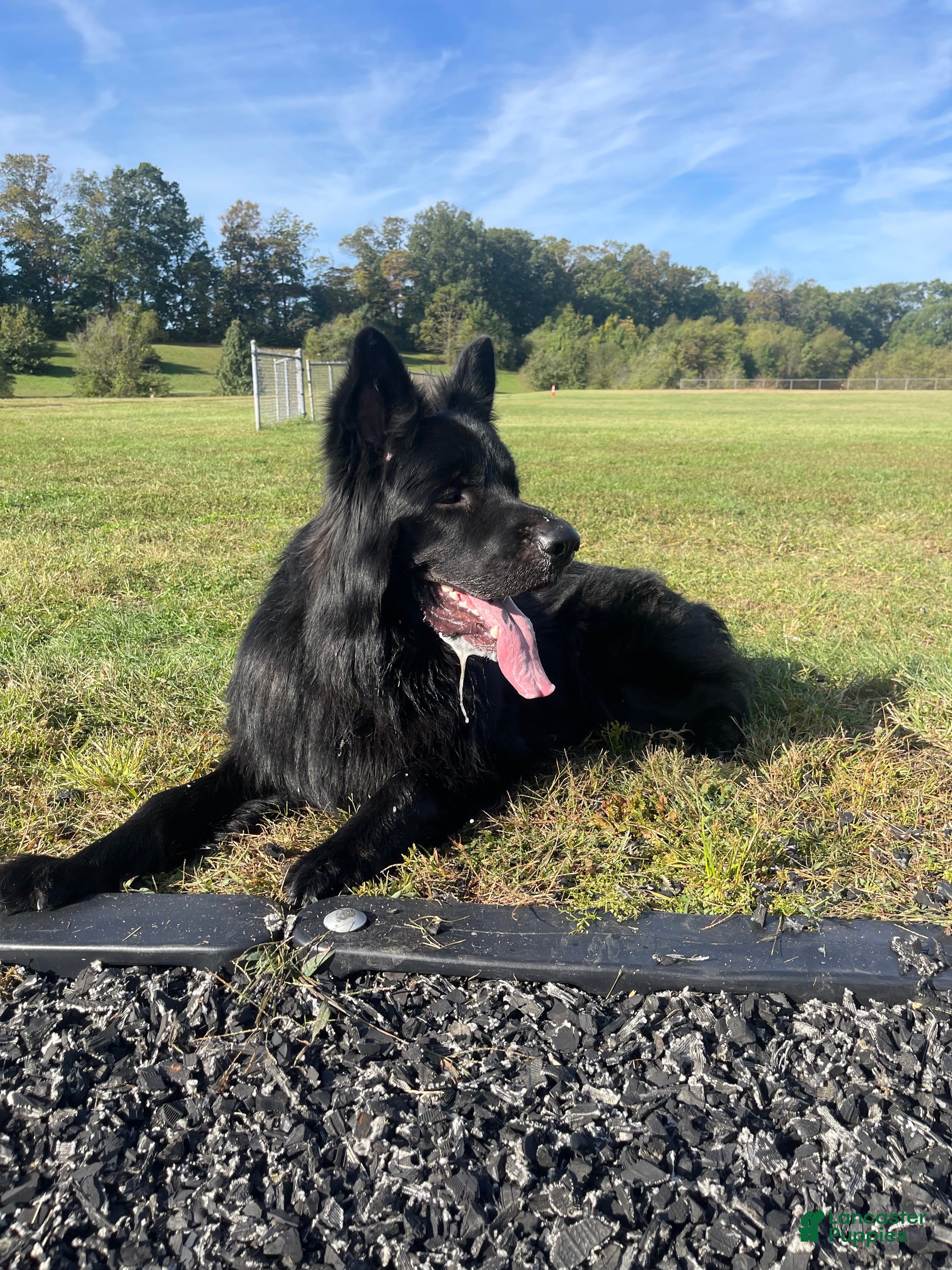 German Shepherd dogs German Shepherd 1 puppies - Ad 1