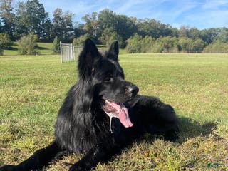 German Shepherd dogs German Shepherd 1 puppies - Ad 3