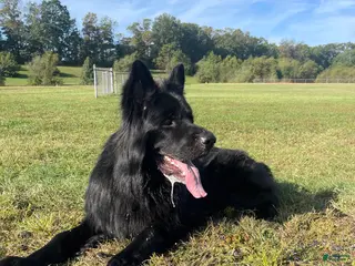 German Shepherd dogs German Shepherd 1 puppies - Ad 2