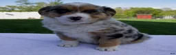 Australian Shepherd dogs for sale: Prince - Ad 3