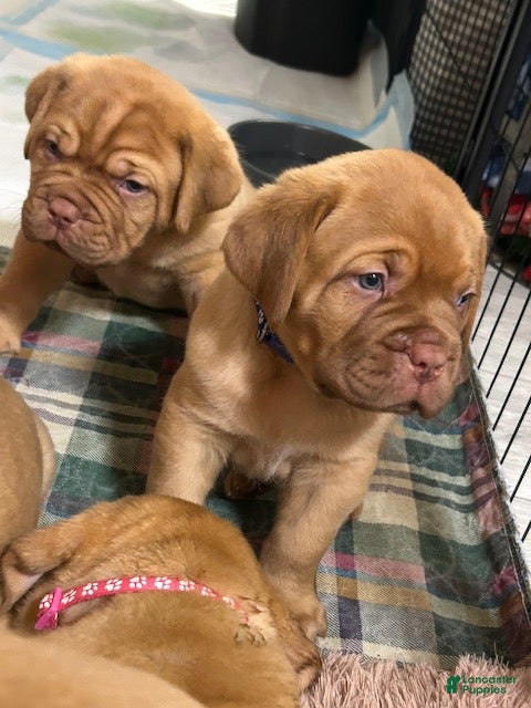 Dogue De Bordeaux dogs Dogue De Bordeaux 6 - Ad 1