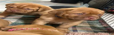 Dogue De Bordeaux 6