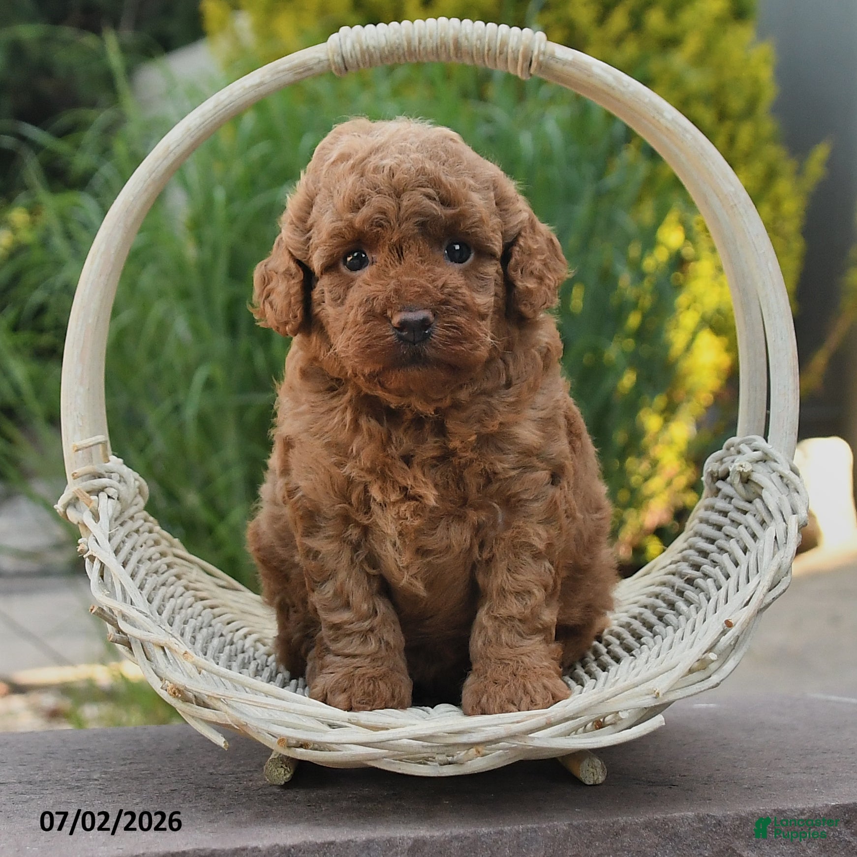 Toy Poodle dogs Ginger - Ad 2