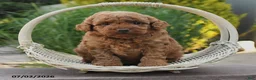Toy Poodle dogs for sale: Ginger - Ad 2