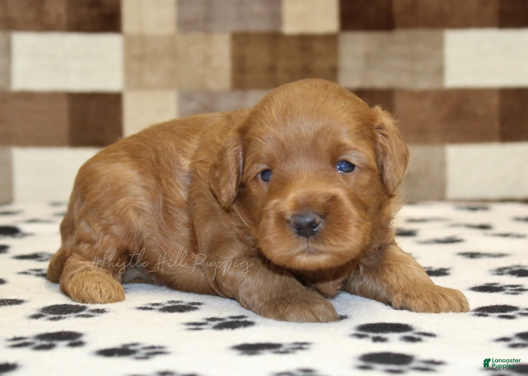 Cavapoo dogs for sale: Oreo - Ad 1
