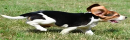 Beagle dogs for sale: Princess - Ad 7