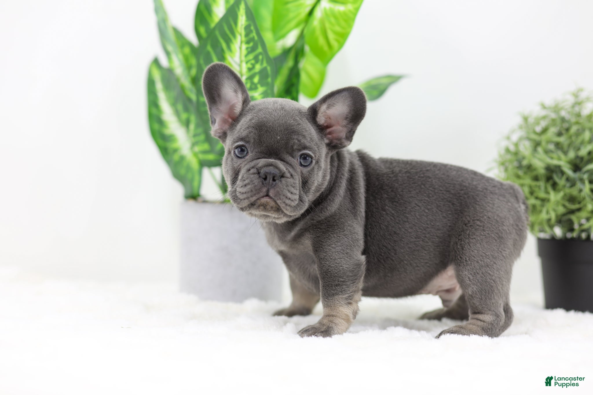 French Bulldog dogs Earl - Ad 13