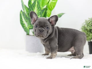 French Bulldog dogs Earl - Ad 40
