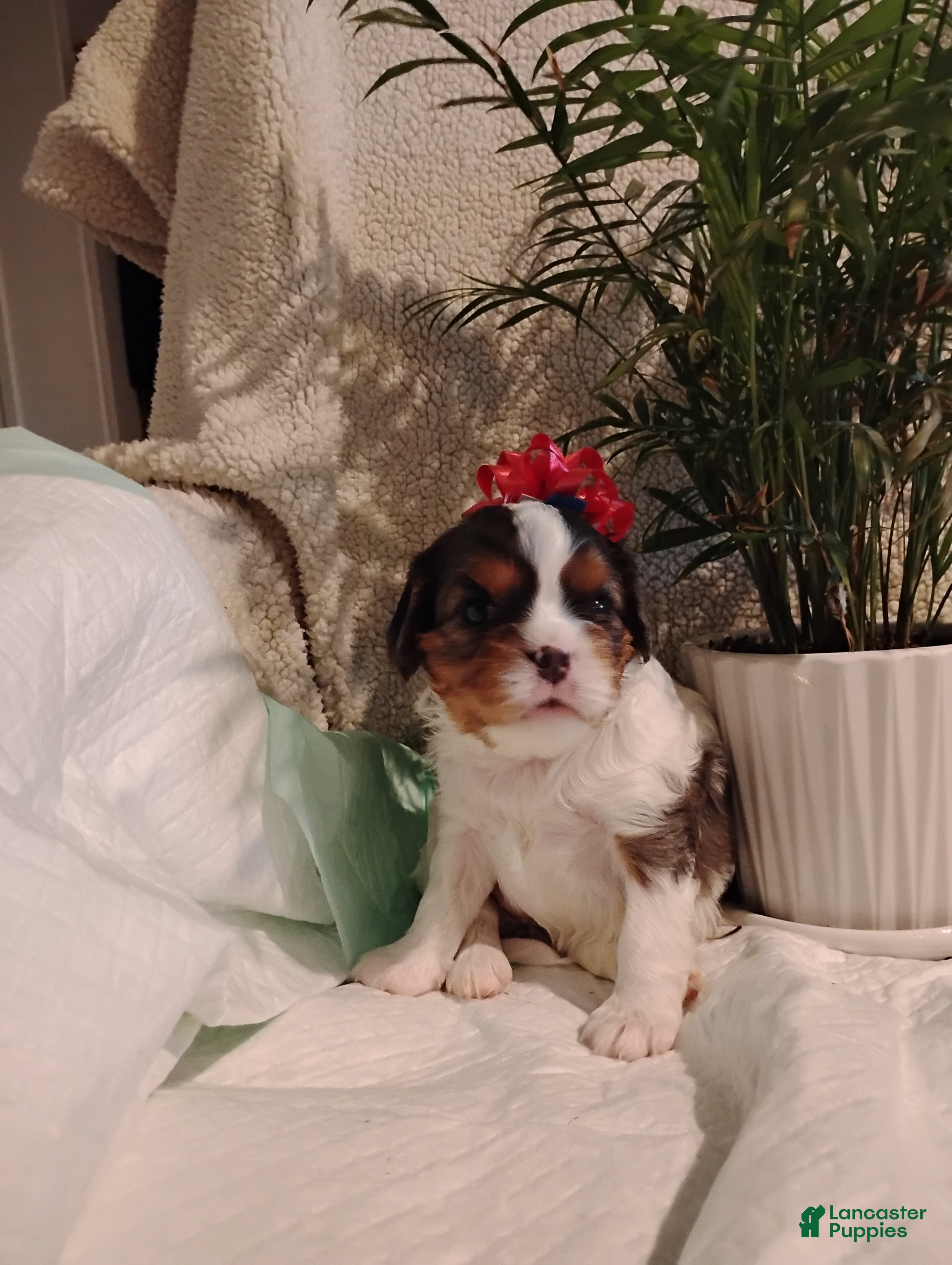 Cavalier King Charles Spaniel dogs Tulip -Cavalier King Charles Spaniel Puppy 2 - Ad 41