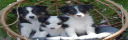 Shetland Sheepdog dogs for sale: Shauntay - Ad 4