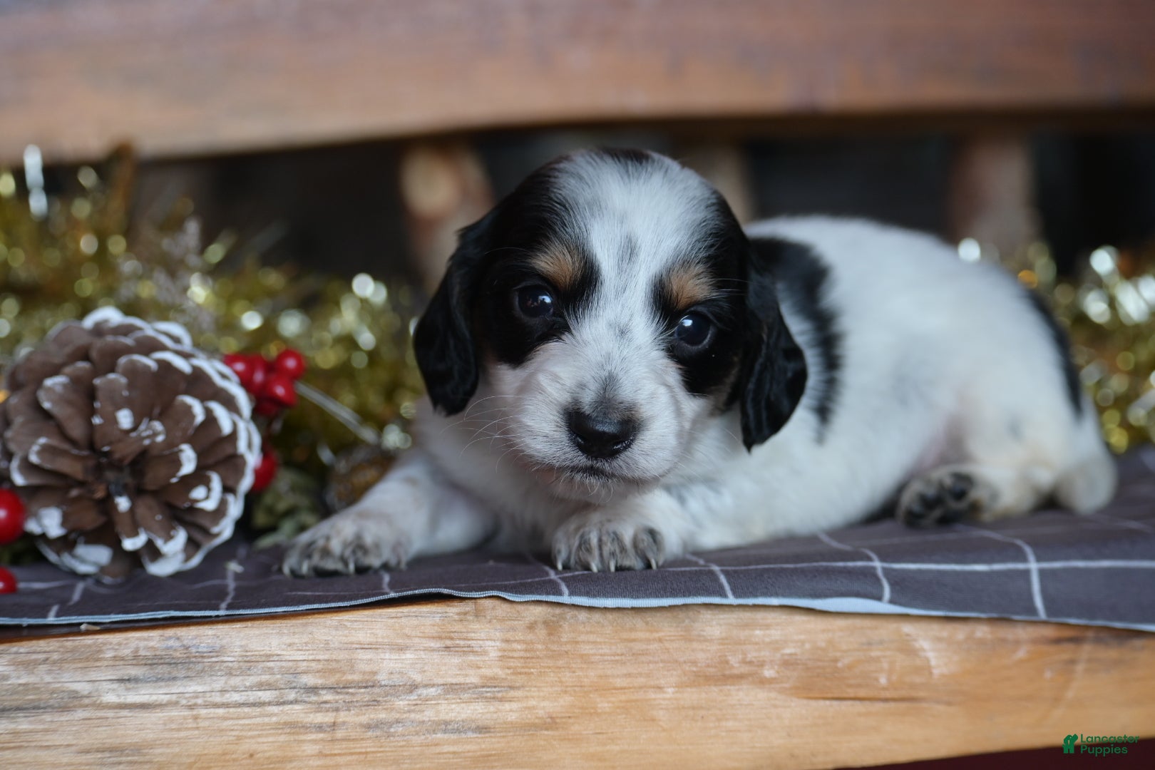 Dachshund dogs for sale: Snowflake - Ad 1