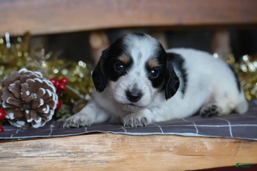 Dachshund dogs for sale: Snowflake - Ad 1