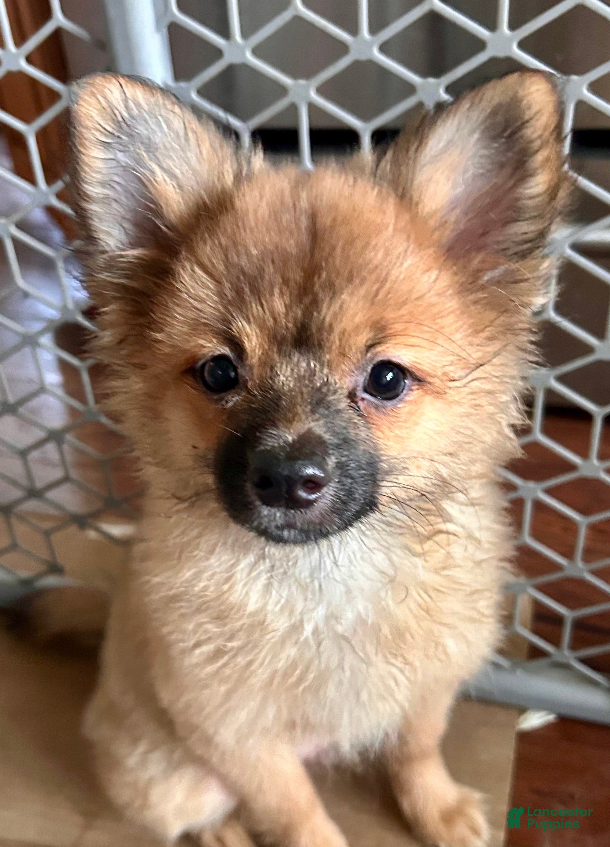 Mixed Breed dogs Beauregard (“Brownie”) - Ad 27
