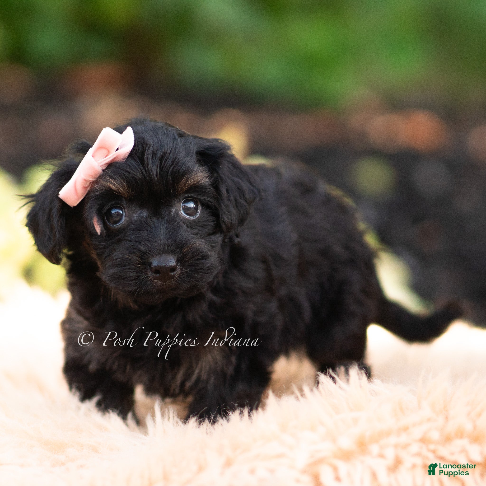 Yorkiepoo dogs Ariel - Ad 5