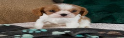 Cavalier King Charles Spaniel dogs for sale: Amelia - Ad 8
