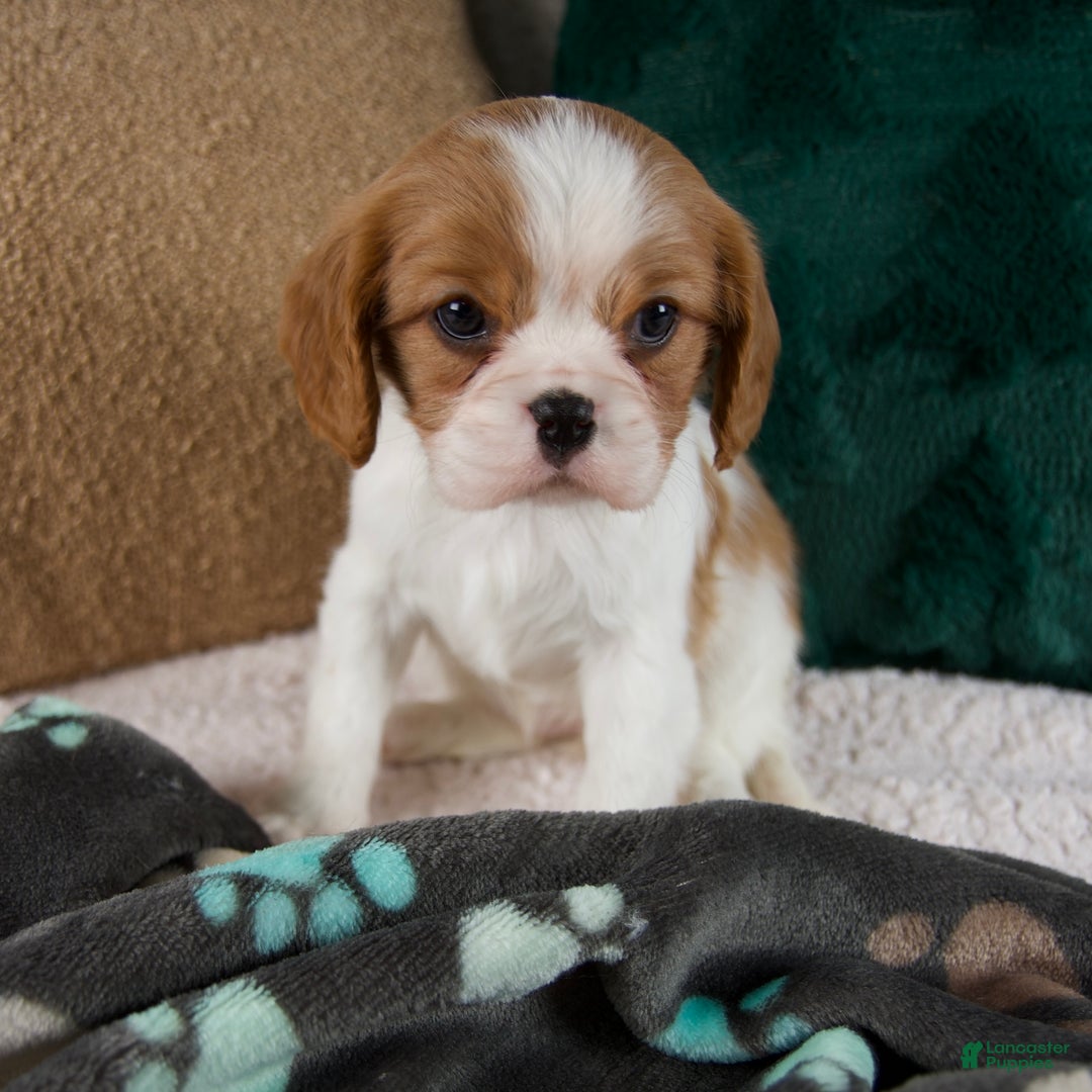 Cavalier King Charles Spaniel dogs for sale: Amelia - Ad 8