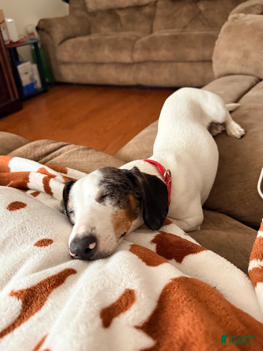 Dachshund dogs for sale: Dachshund Puppy 1 - Ad 2