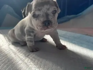 English Bulldog dogs English Bulldog Puppy 1 - Ad 2