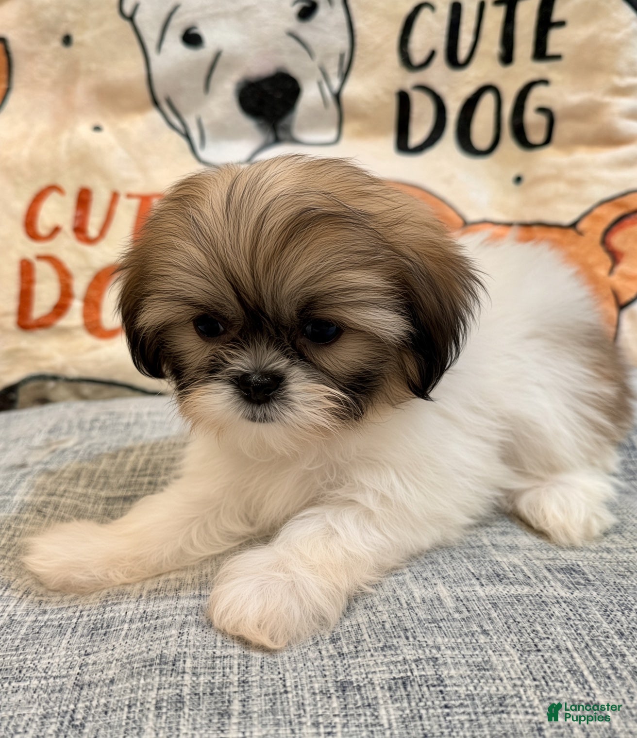 Shih Tzu dogs Zack - Ad 26