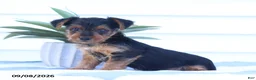 Yorkshire Terrier dogs for sale: Wiggles - Ad 3