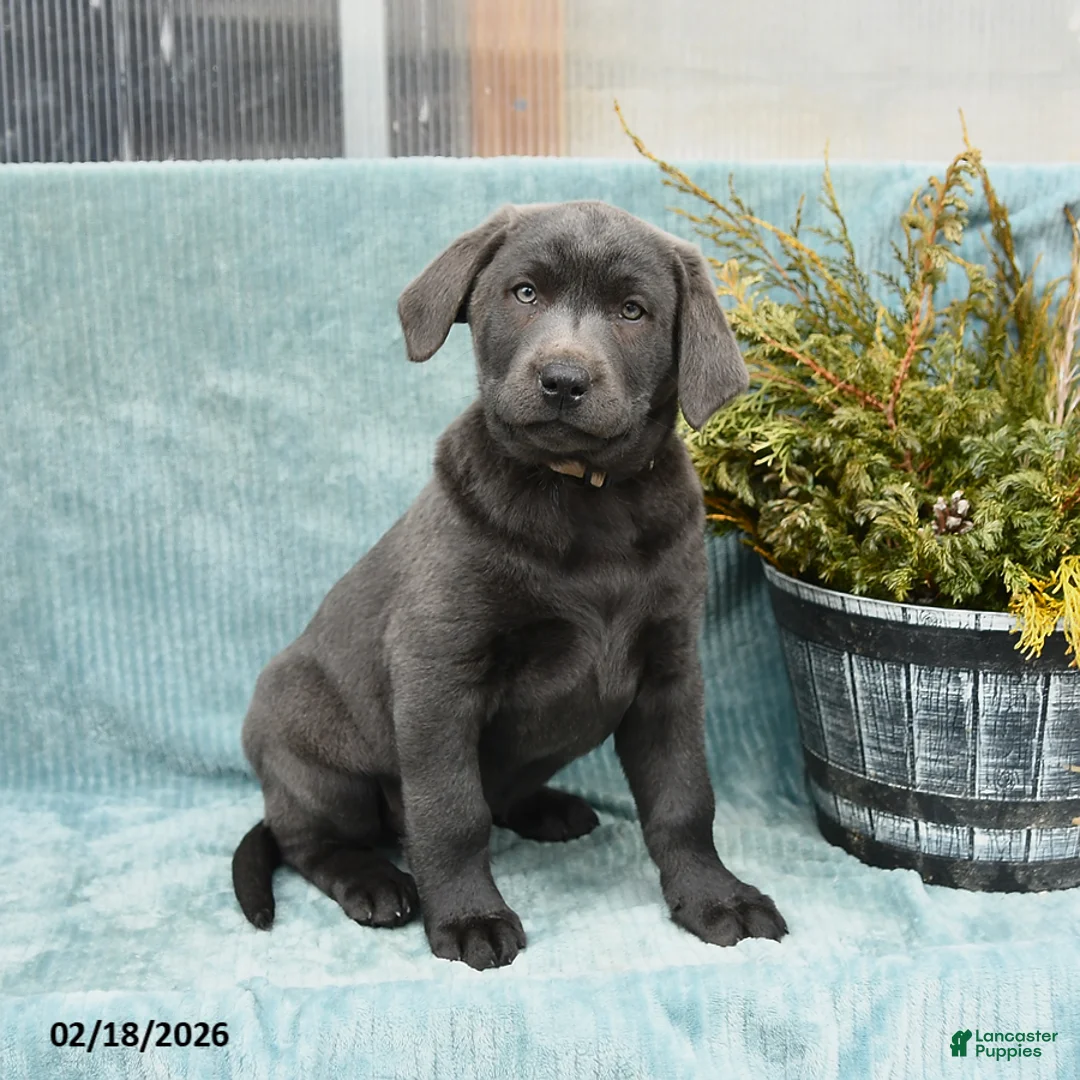 Labrador Retriever dogs for sale: Storm   - Ad 1