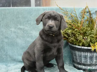 Labrador Retriever dogs for sale: Storm - Ad 2