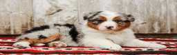 Australian Shepherd dogs for sale: Sheriff - Ad 2