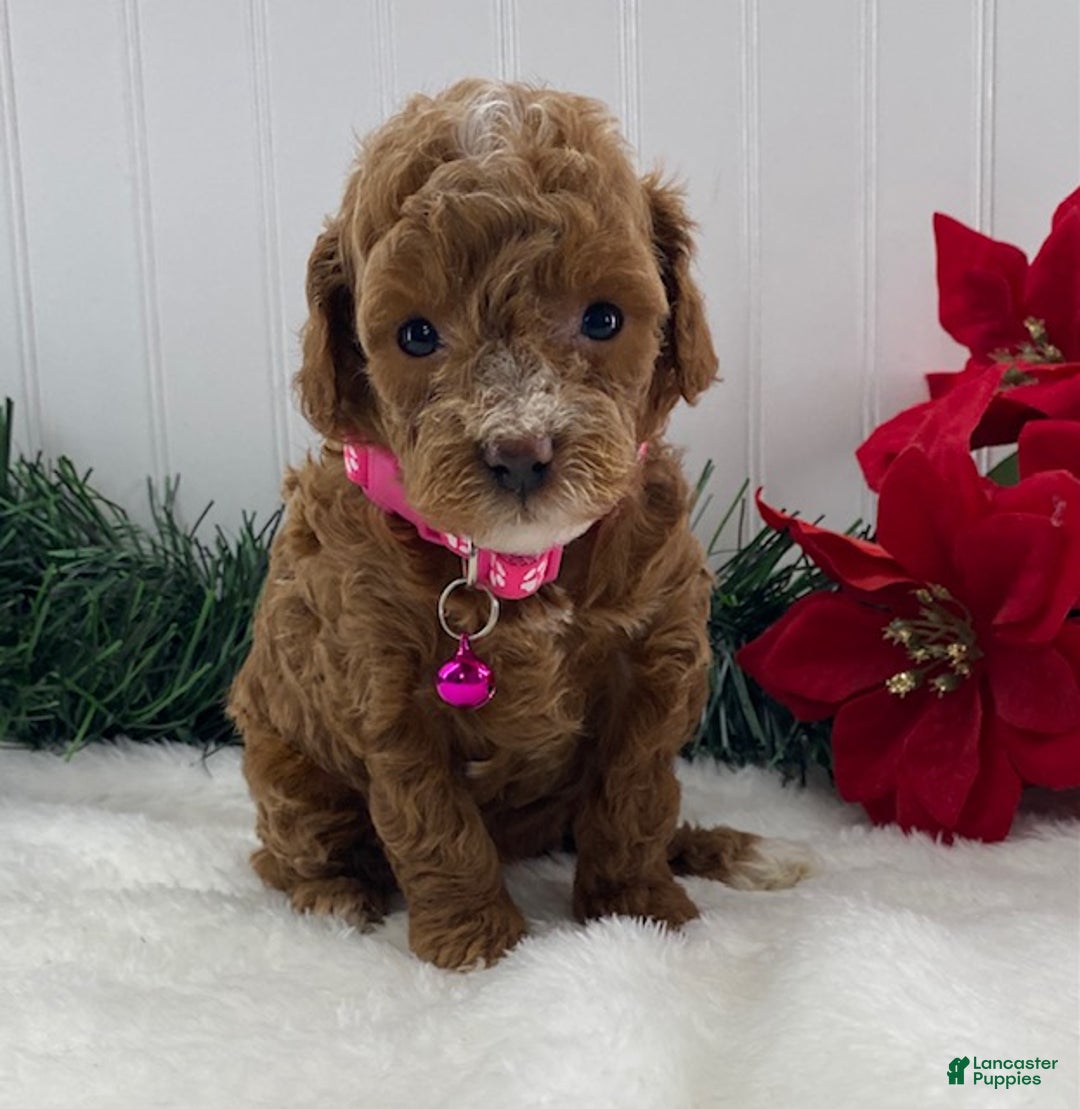 Toy Poodle dogs for sale: Annie - Ad 1