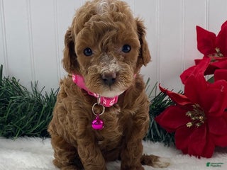 Toy Poodle dogs Annie - Ad 1