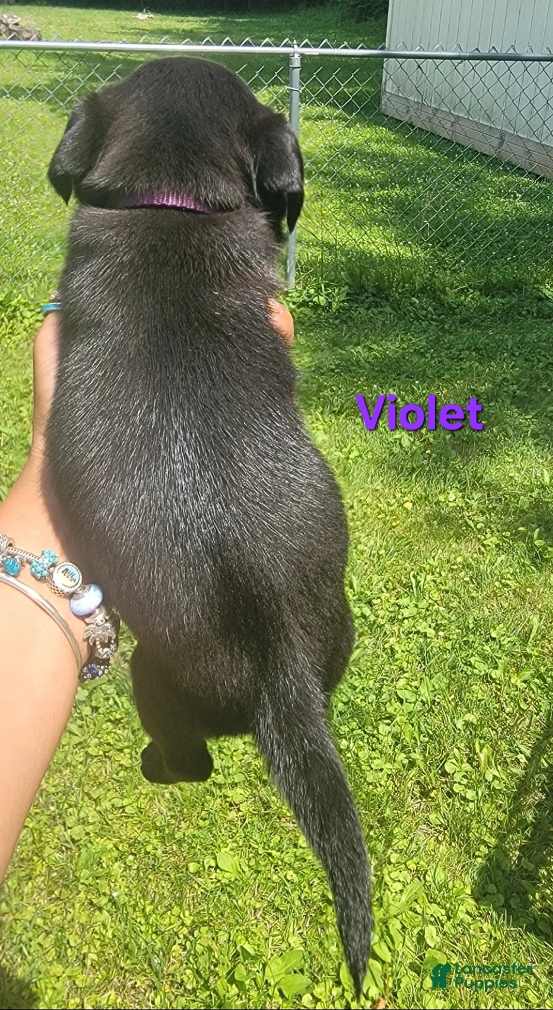 Pug dogs for sale: Violet - Ad 2