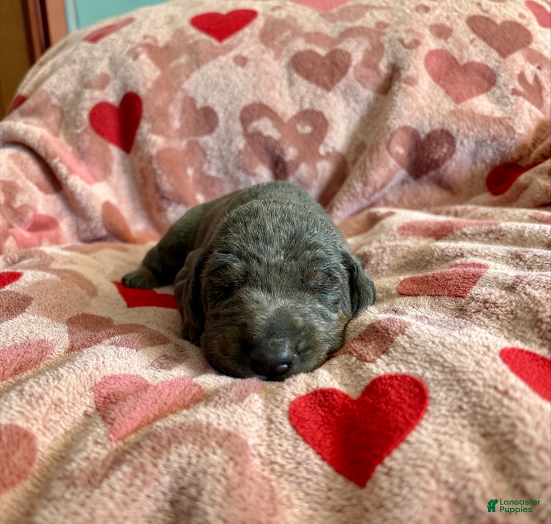 Doberman Pinscher dogs for sale: Esme Health tested parents!  - Ad 1