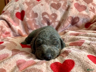 Doberman Pinscher dogs Esme Health tested parents! - Ad 16