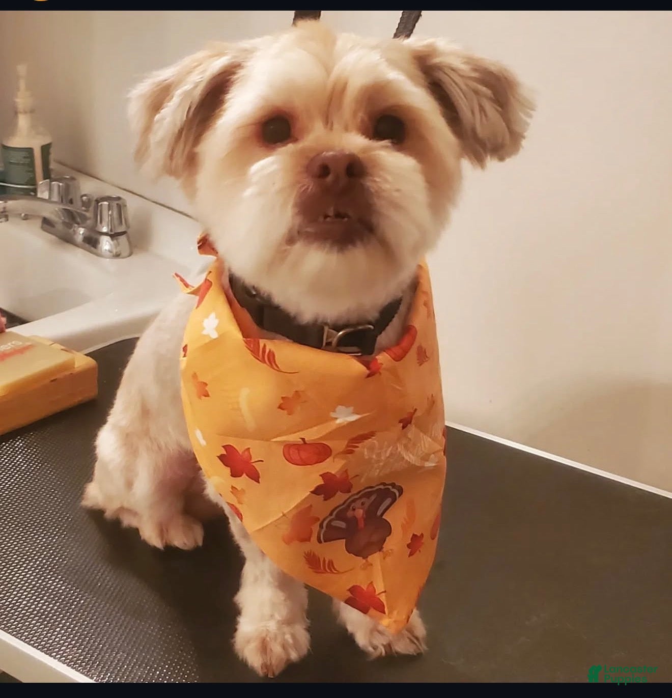 Coco