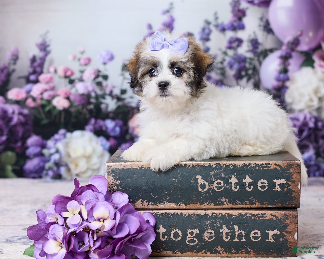 Teddy Bear dogs Sadie - Ad 1