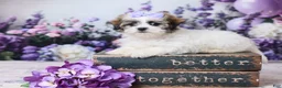 Teddy Bear dogs for sale: Sadie - Ad 1