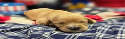 Cavapoo dogs for sale: Tumbleweed - Ad 4
