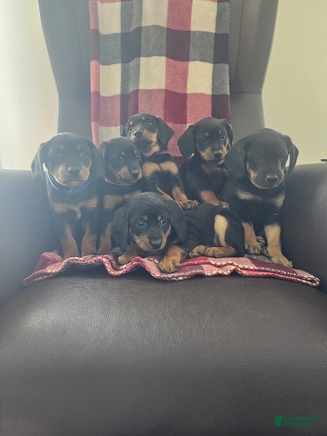 Mixed Breed dogs for sale: Bella - Ad 4