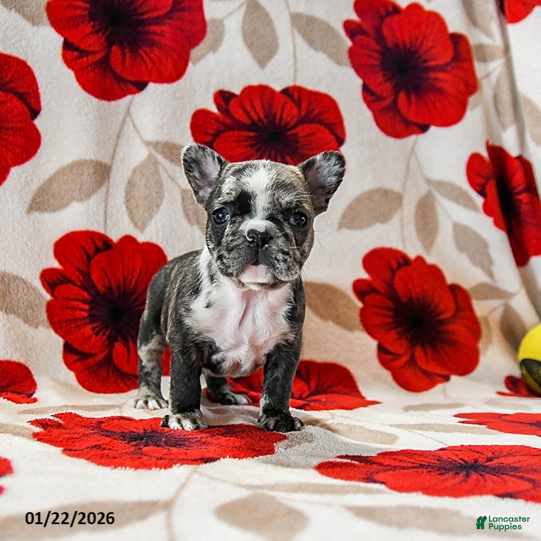 French Bulldog dogs for sale: Bella   - Ad 3