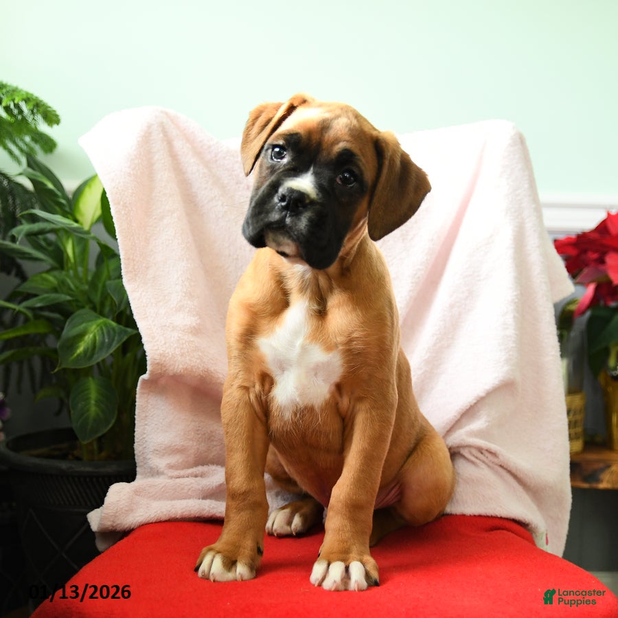 Boxer dogs Avery - Ad 15