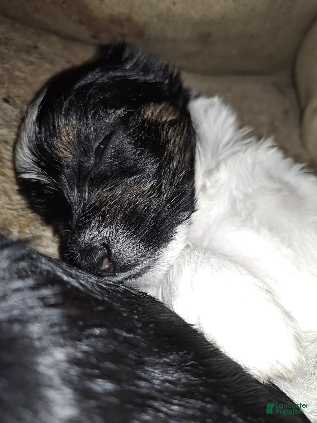Mixed Breed dogs for sale: Mixed Breed 3 - Ad 1